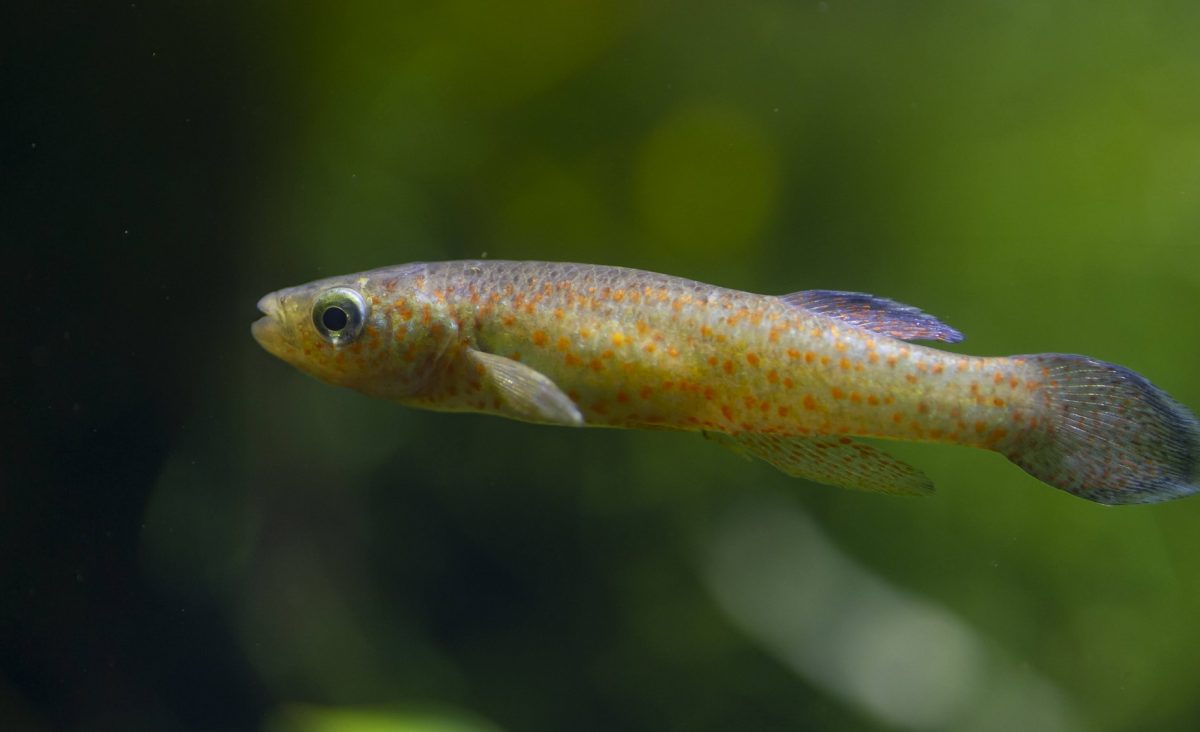 A Barrens Topminnow at the Tennessee Aquarium