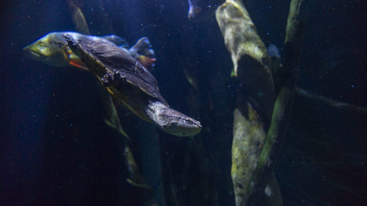 An adult Hilaire's Side-necked Turtle