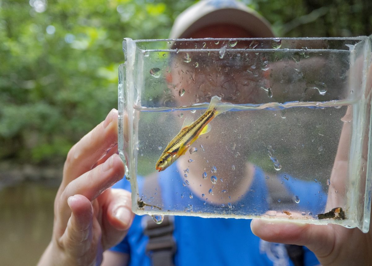 A Laurel Dace in a portable photographic aquarium