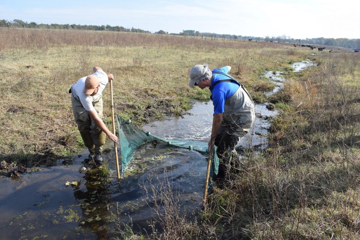 Scientists collect endangered fish from an almost-dry streambed during an exceptional drought in 2016