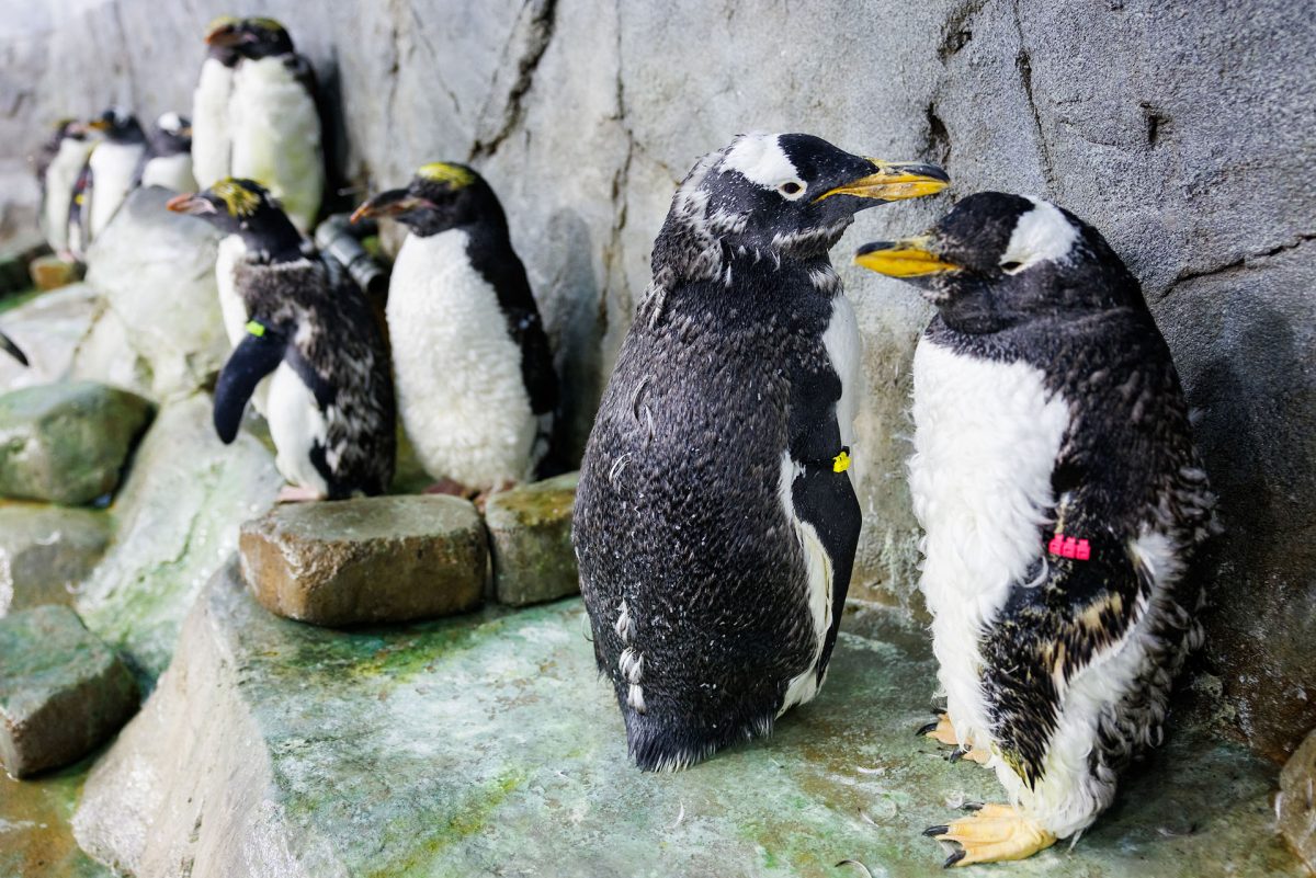 Penguins molting