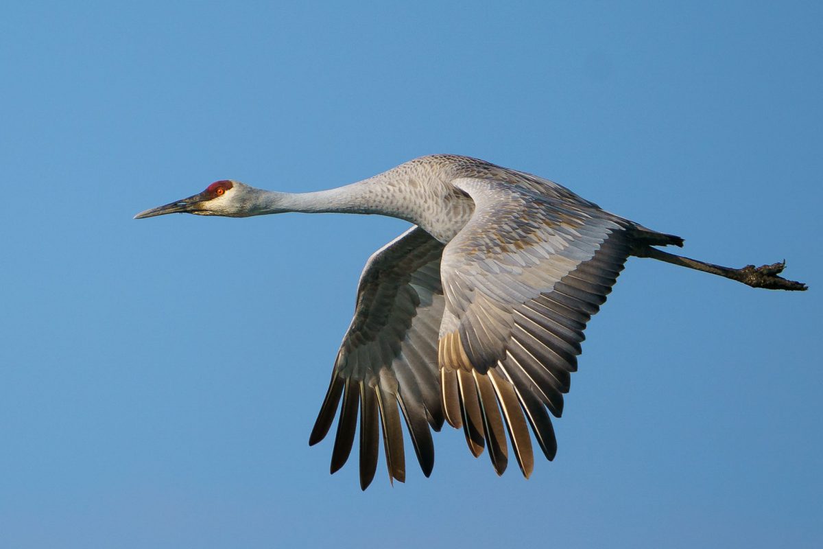 Sandhill Crane in flight