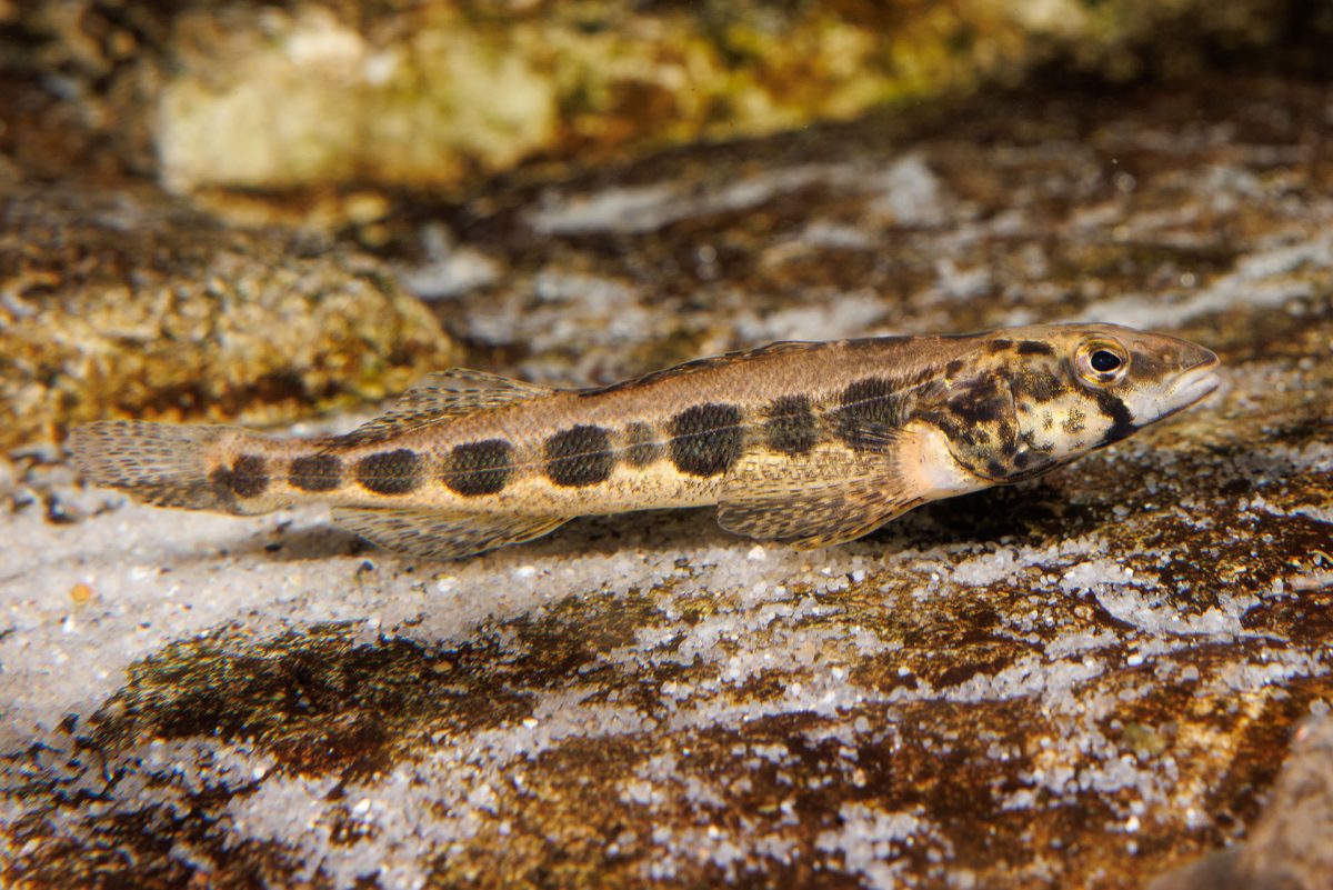 Longhead darter in stream