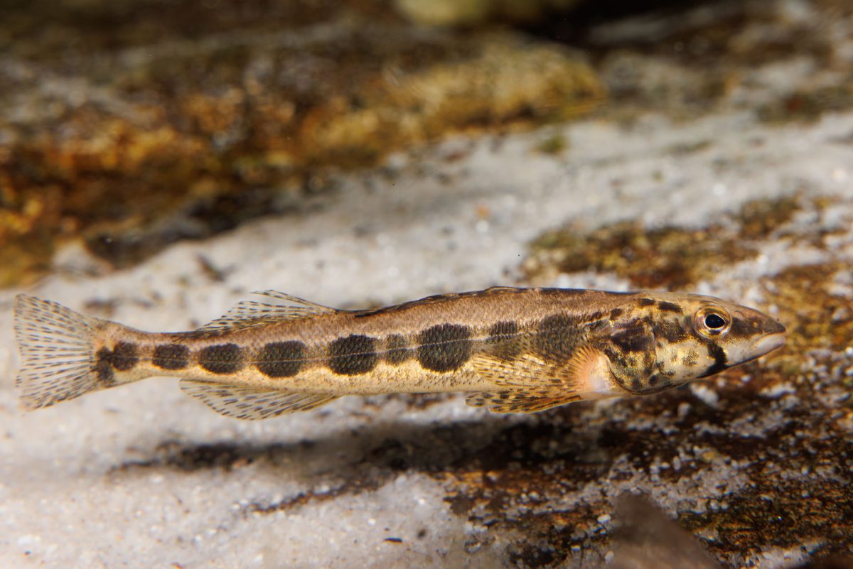 Longhead darter in stream