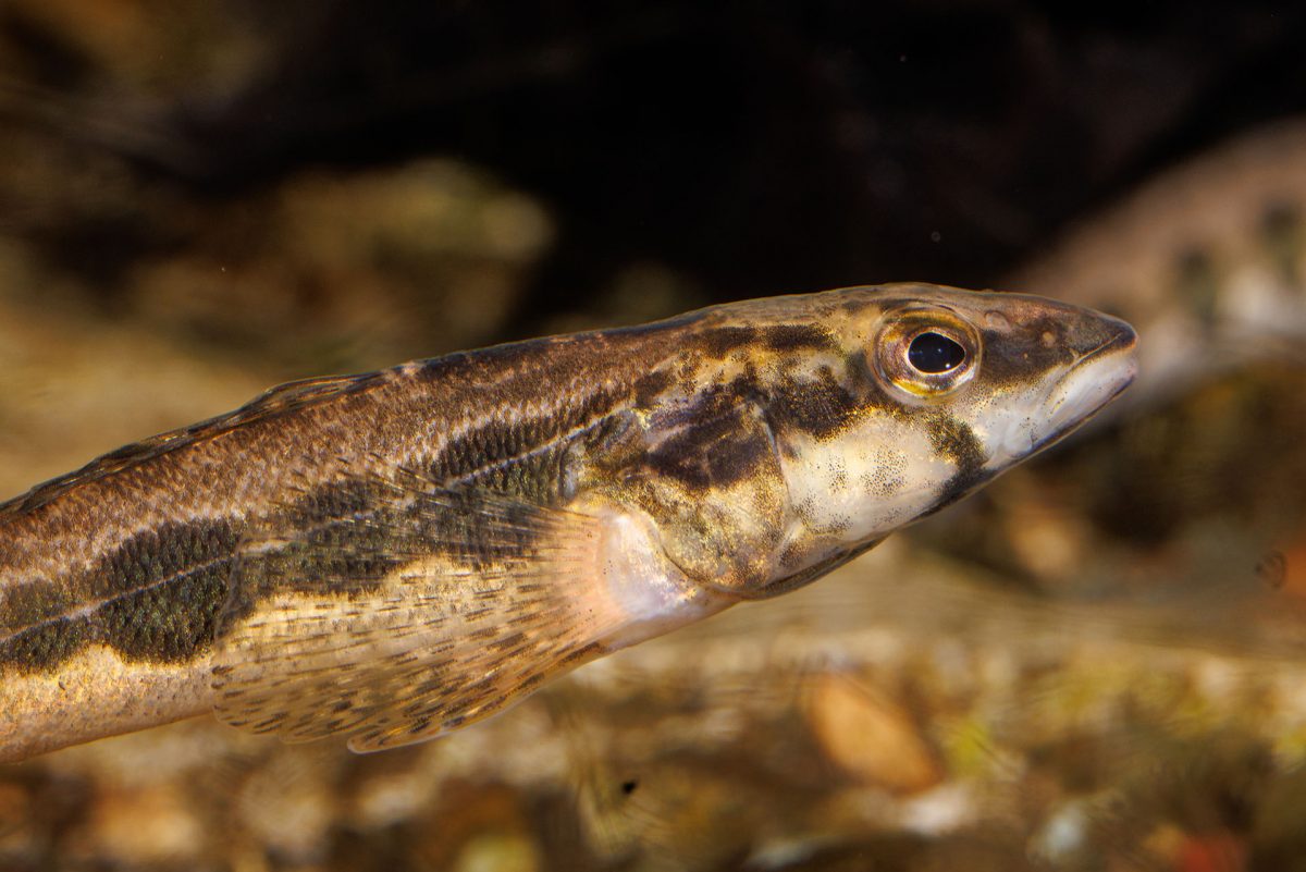 Longhead darter closeup