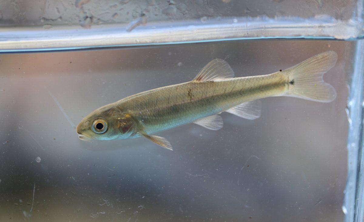 Creek Chub in photographic aquarium