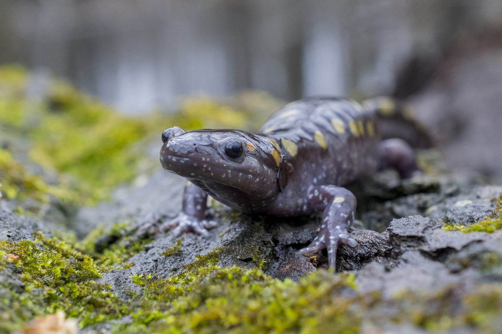 Spotted salamander