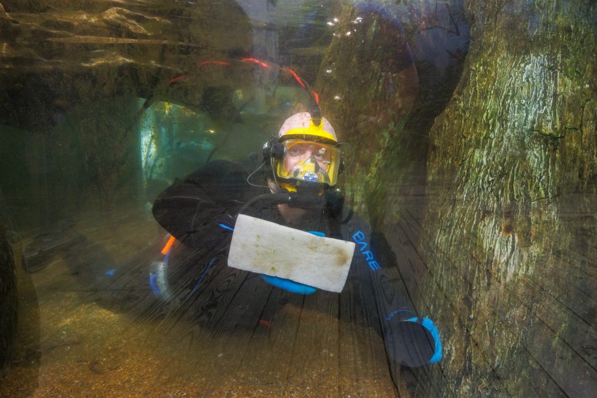 Aquarist cleans the Delta Country swamp acrylic