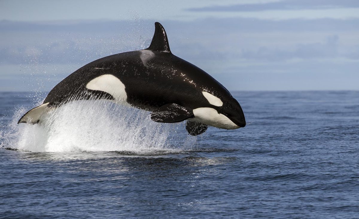 Orca (Orcinus orca) breaching whilst hunting Common dolphin, False Bay, South Africa, April.