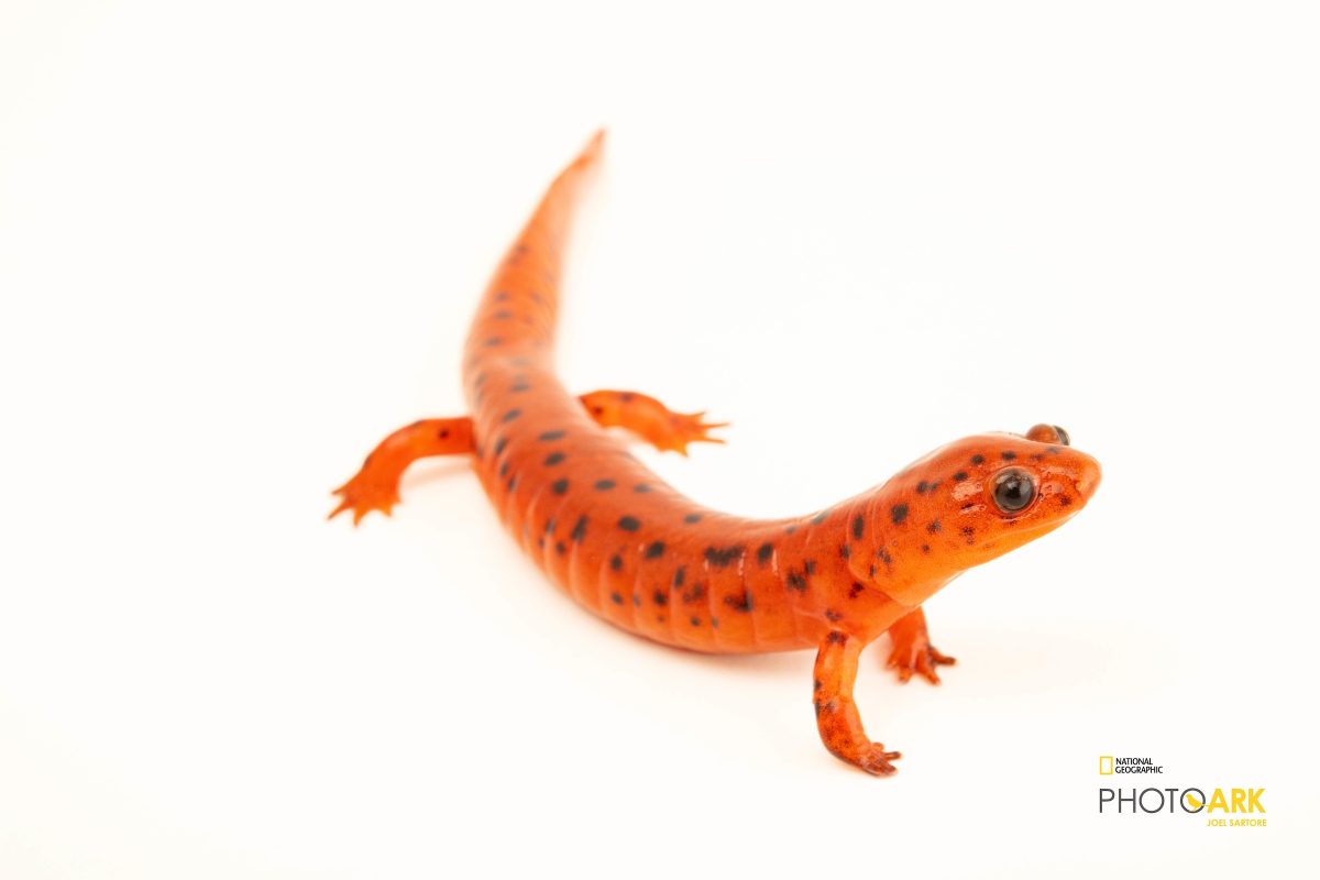 A midland mud salamander at the Tennessee Aquarium. (Credit: Joel Sartore/The Photo Ark)