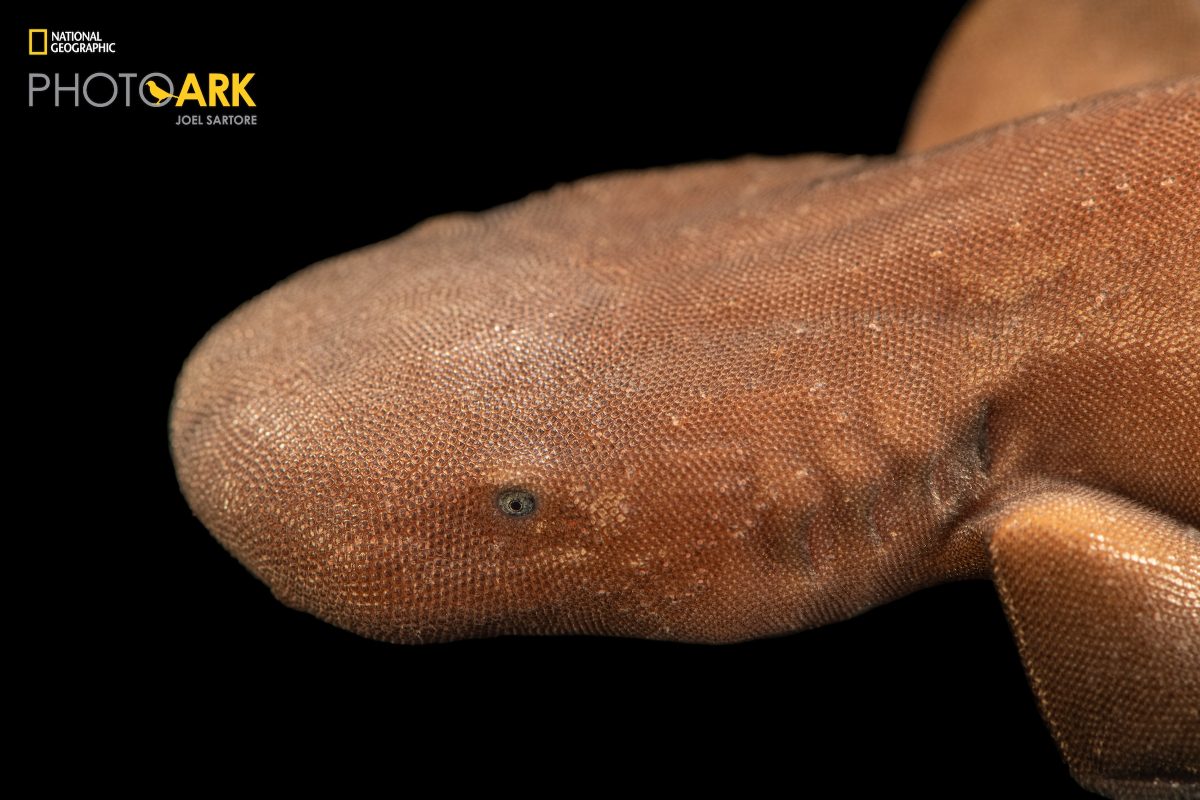 A Short-tail Nurse Shark at the Tennessee Aquarium. (Credit Joel Sartore/The Photo Ark)