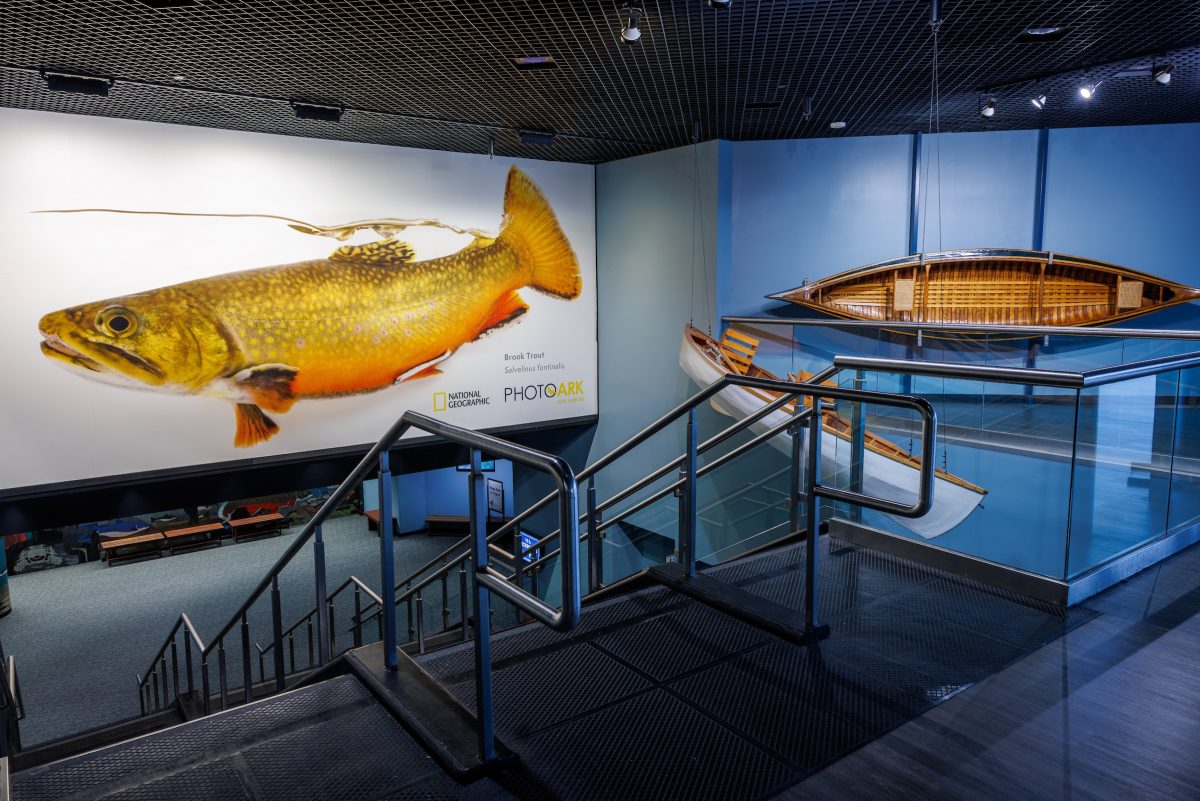 A photograph of a Brook Trout from National Geographic photographer Joel Sartore’s Photo Ark project is displayed in the Tennessee Aquarium. (Credit: Tennessee Aquarium)