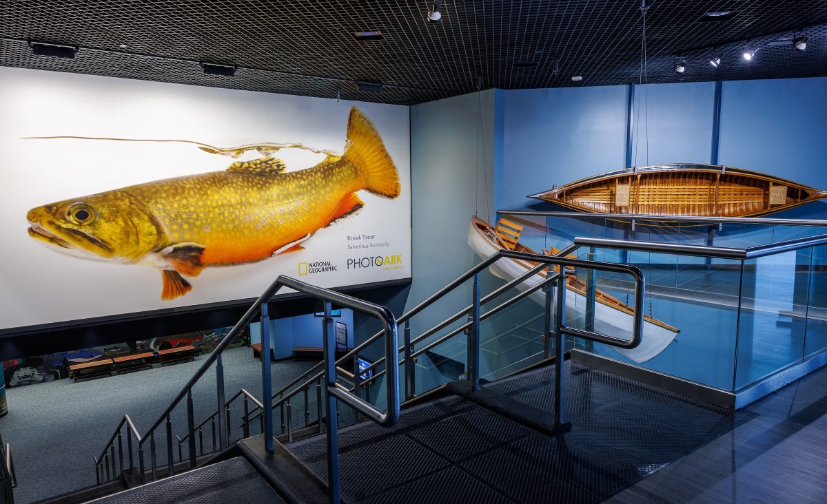 A photograph of a Brook Trout from National Geographic photographer Joel Sartore’s Photo Ark project is displayed in the Tennessee Aquarium. (Credit: Tennessee Aquarium)