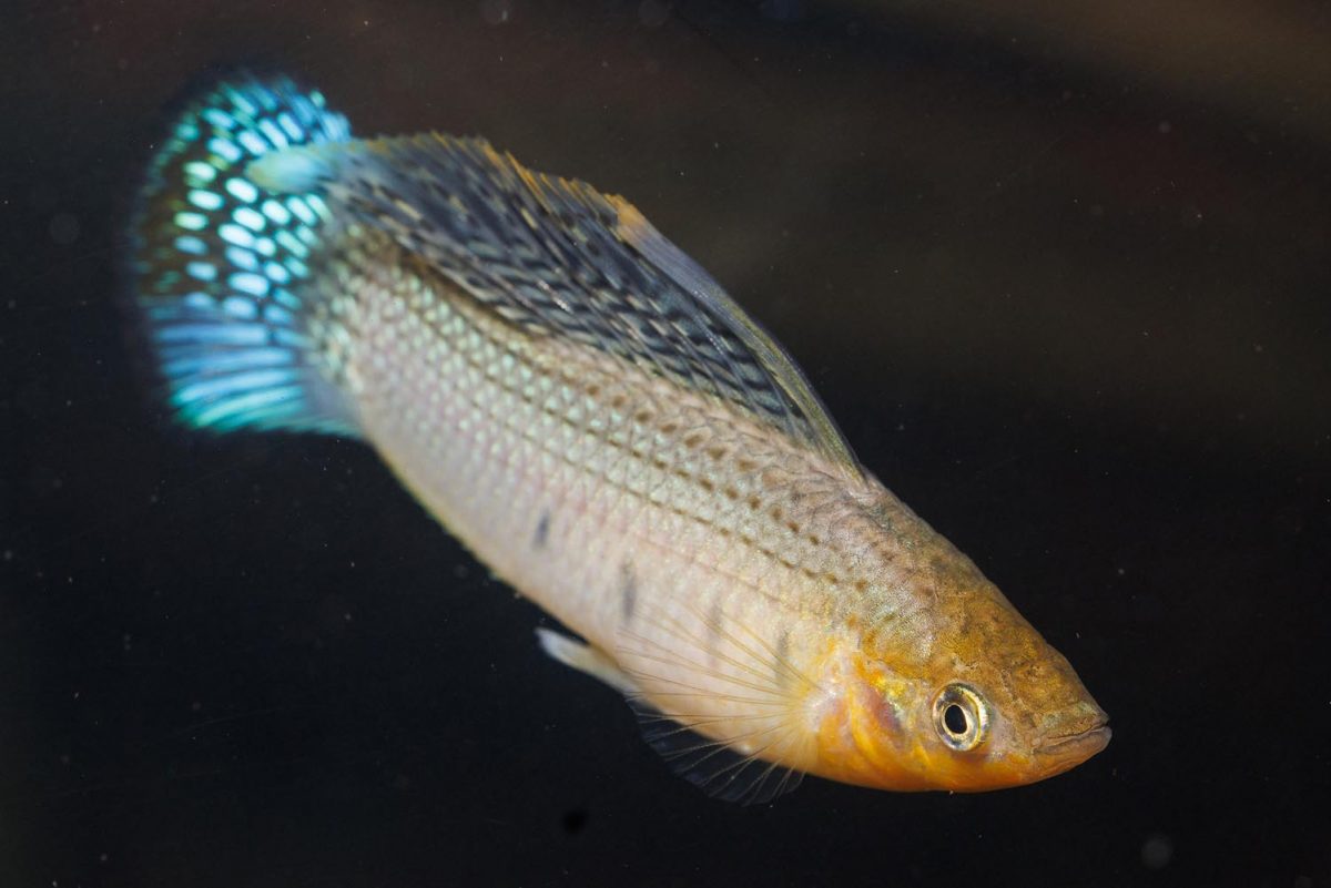 A Sailfin Molly in the Delta Country gallery at the Tennessee Aquarium. (Credit: Tennessee Aquarium)