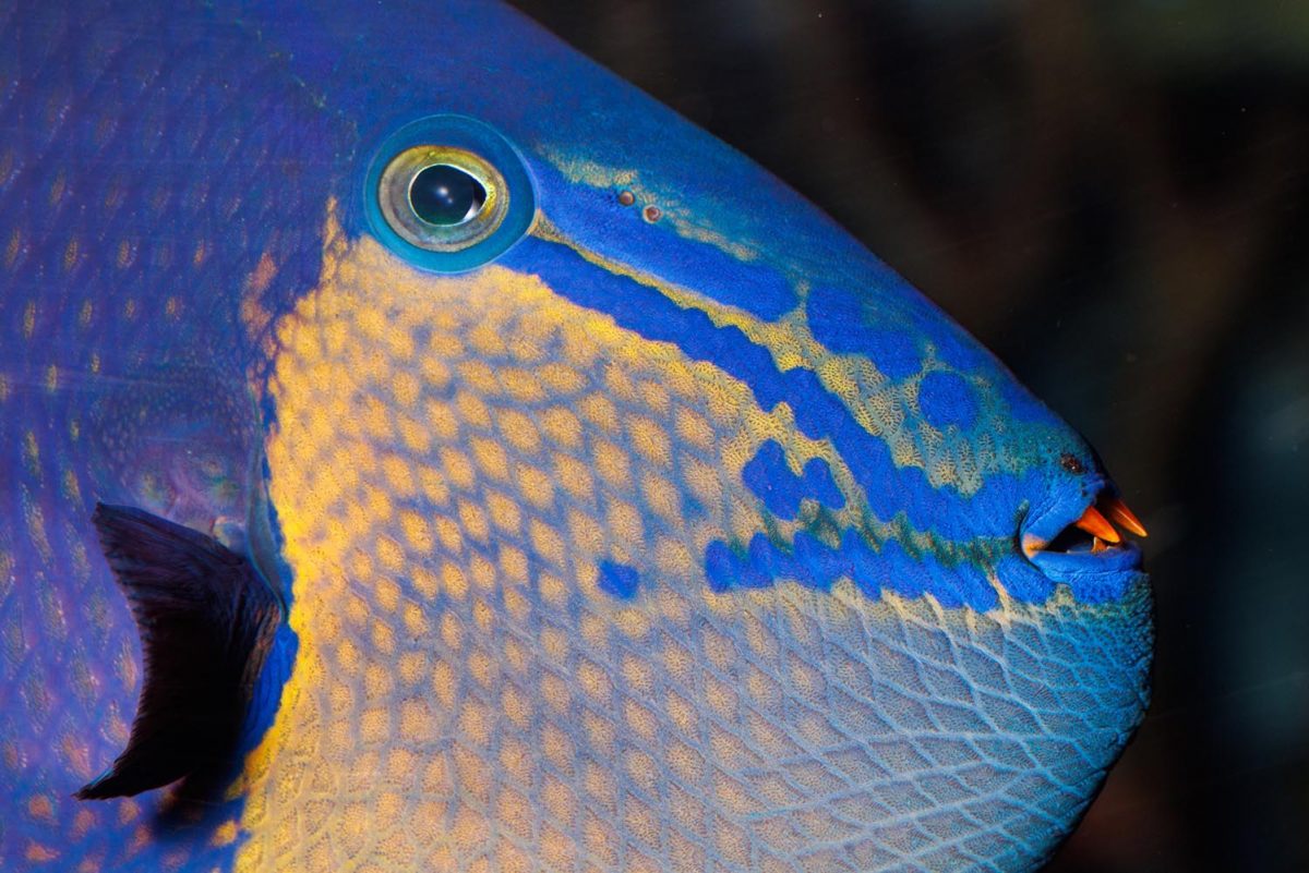 The teeth of a Redtoothed Triggerfish in the Island Life gallery’s Indo-Pacific Reef exhibit at the Tennessee Aquarium. (Credit: Tennessee Aquarium)