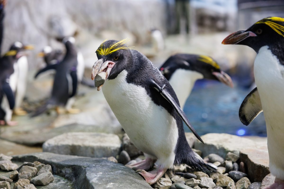 Penguins collecting nesting rocks