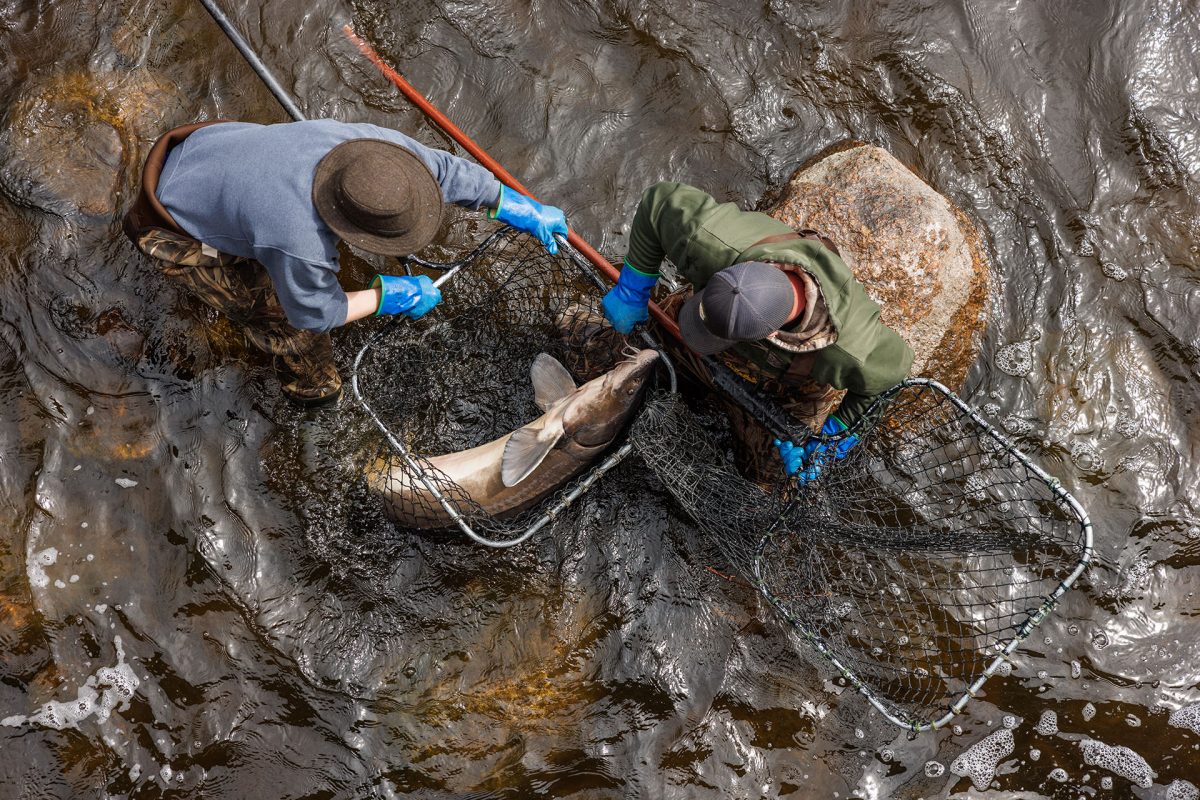 Biologists collect sturgeon from the river