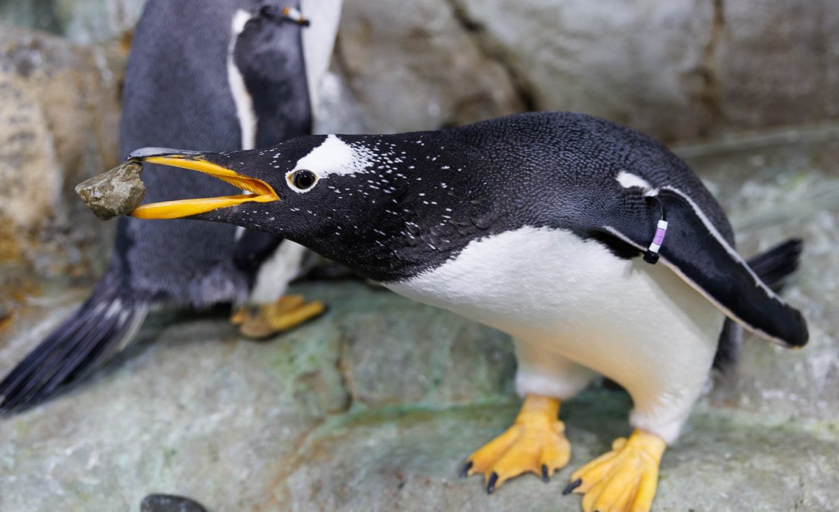 Gentoo Penguin Carla selects a rock for her nest during Rock Day, which begins penguin nesting season at the Tennessee Aquarium.