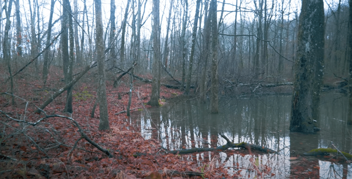 vernal pools