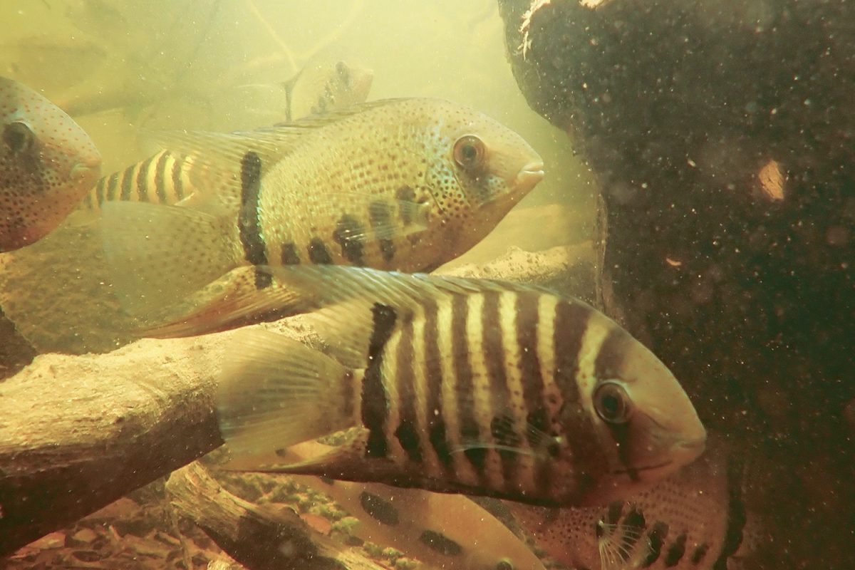 Severum Cichlids in the Rio Negro