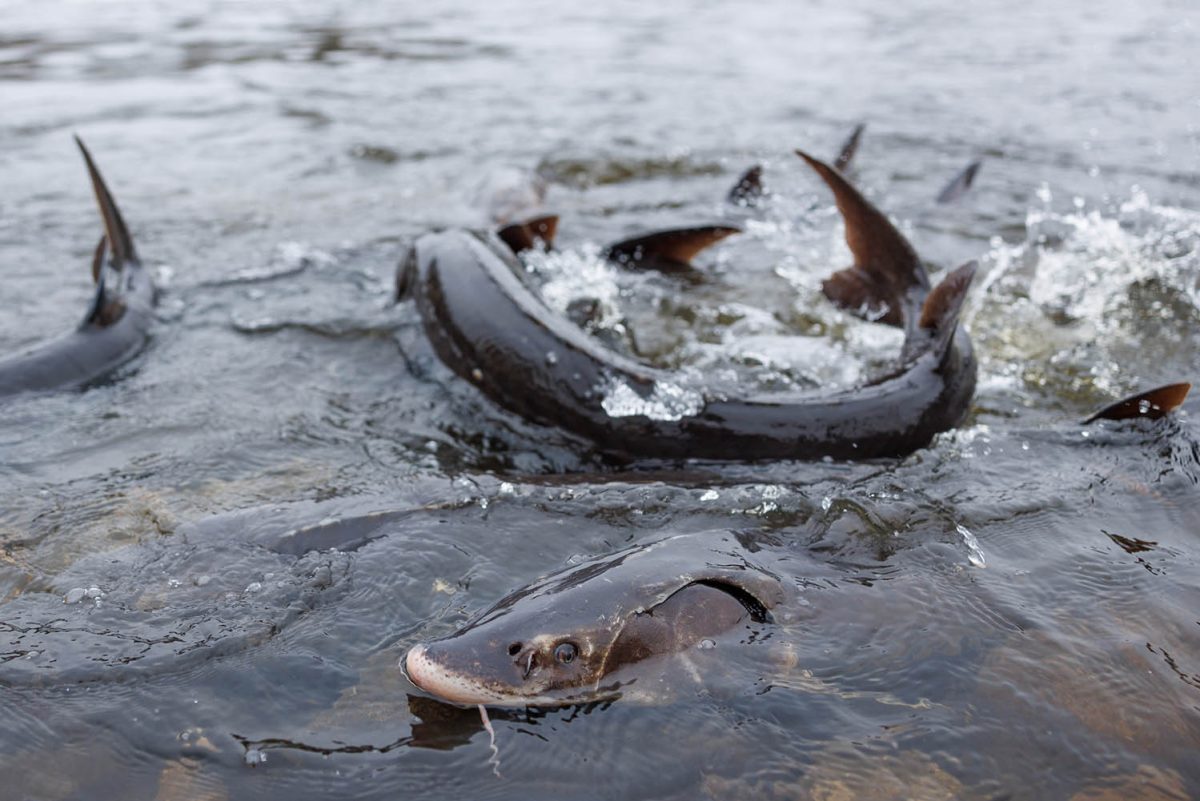 Lake Sturgeon spawn in the shallows in Shawano, Wisconsin.