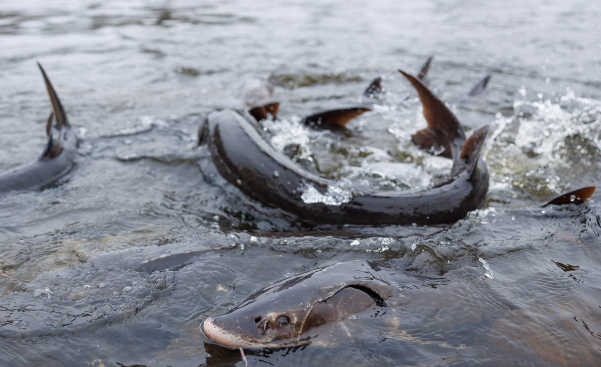 Lake Sturgeon spawn in the shallows in Shawano, Wisconsin.