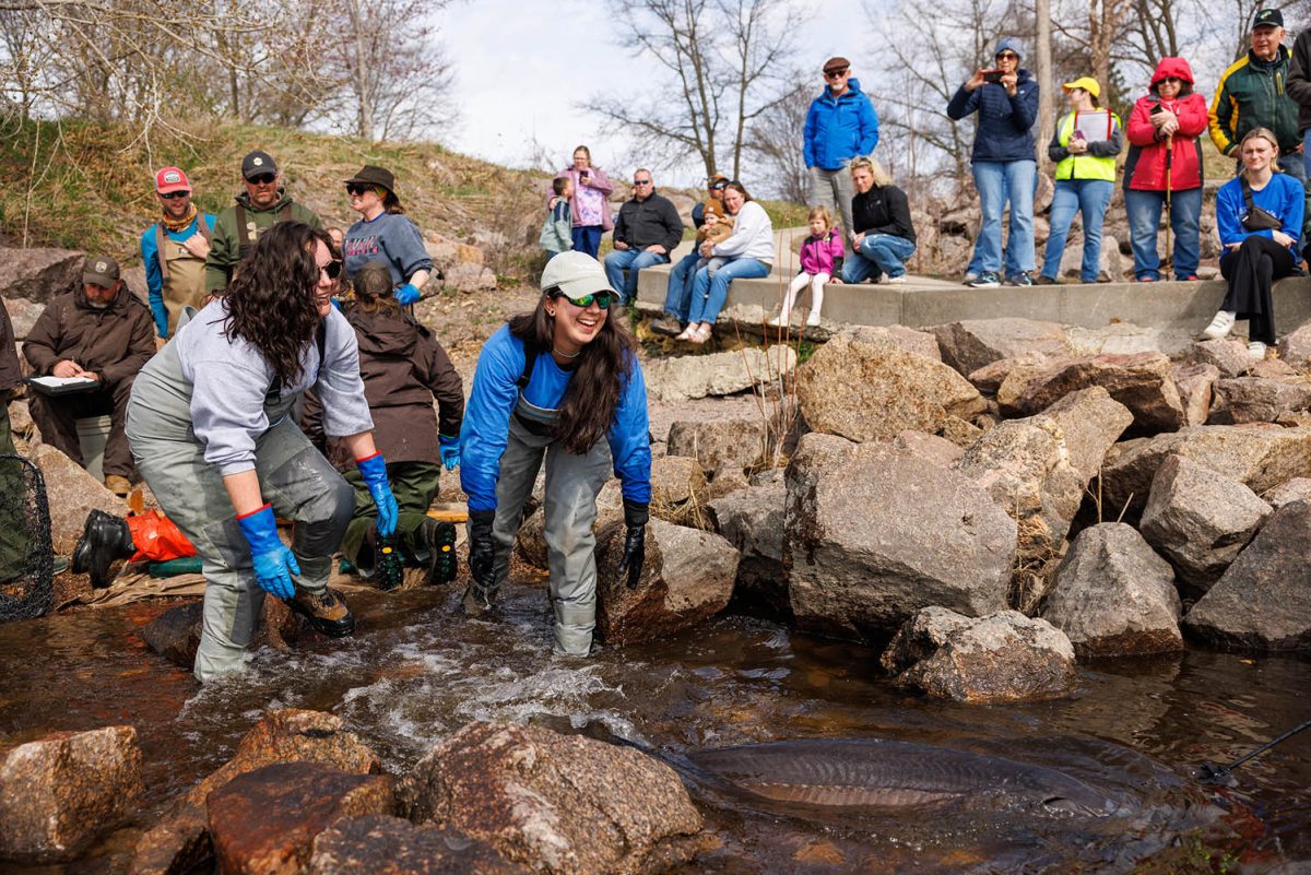 Shawano community members watch as Reintroduction Biologist II Sarah Kate Bailey, left, and Watershed Coordinator Helaina Gomez return an adult Lake Sturgeon to the Wolf River in Shawano, Wisconsin.