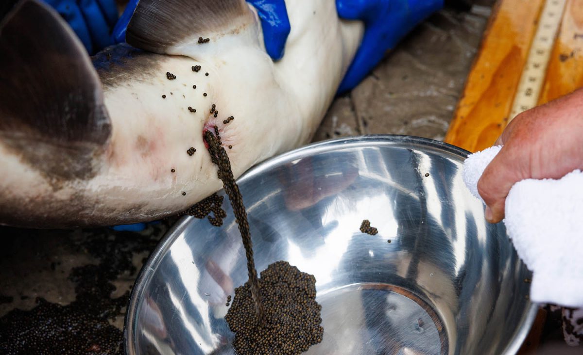 Biologists collect eggs from a female Lake Sturgeon in Shawano, Wisconsin.