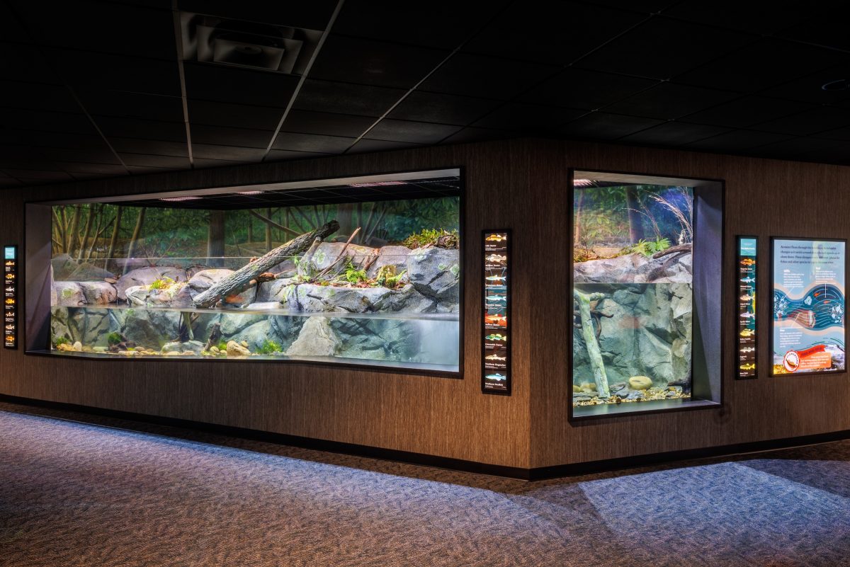 The Ridges to Rivers gallery's 22-foot-long large stream exhibit at the Tennessee Aquarium. Thanks to extensive refinement using an exact prototype, this habitat accurately recreates conditions of streams flowing in the Upper Tennessee River drainage.