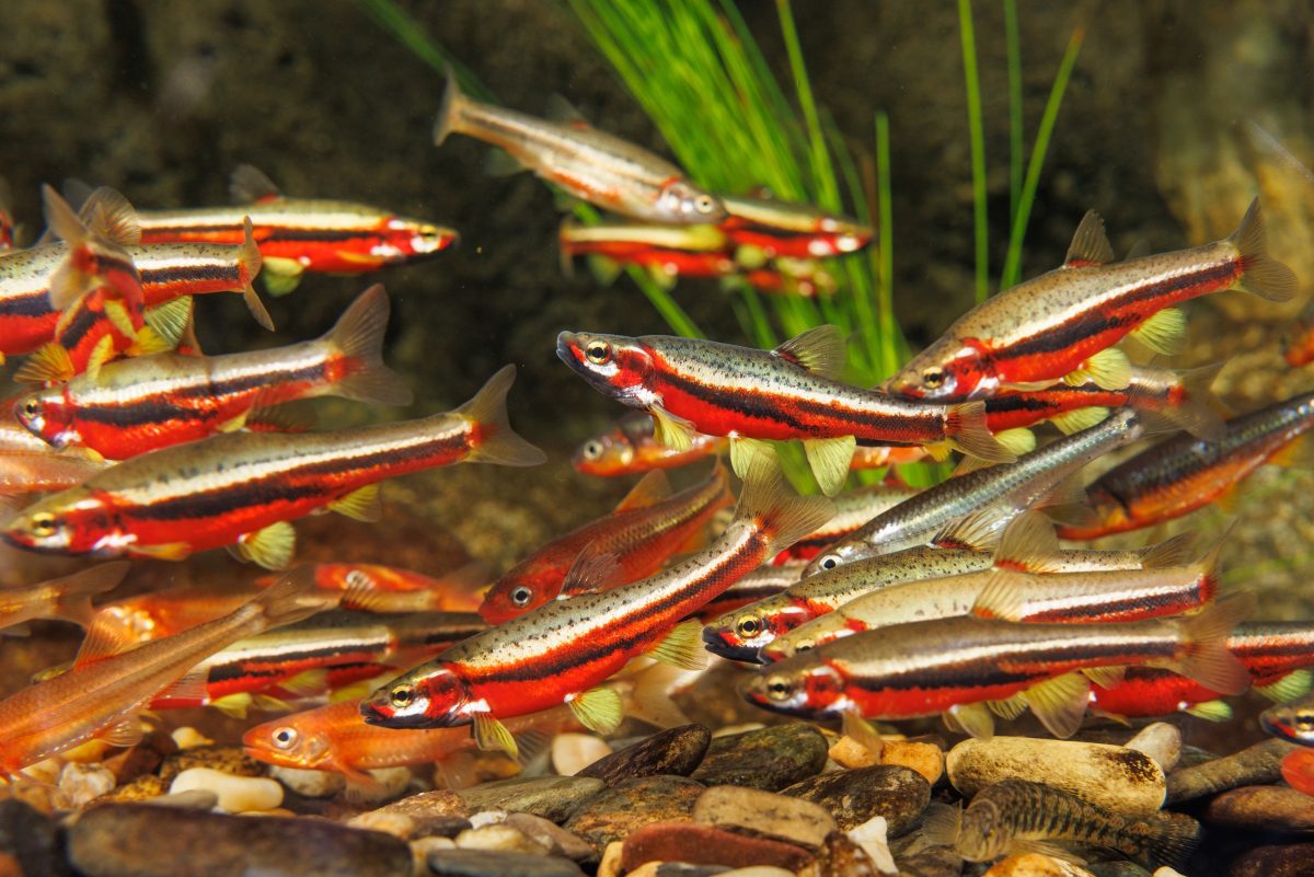 Tennessee Dace, Tennessee Shiners and Saffron Shiners in brilliant breeding coloration swim over a River Chub nest in the large stream exhibit at the Tennessee Aquarium. This event is extremely uncommon in aquariums and reflects how realistically the exhibit mimics conditions in the wild.