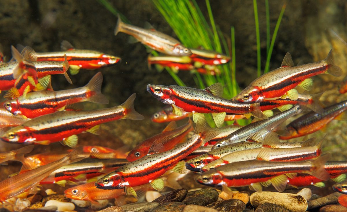 Tennessee Dace, Tennessee Shiners and Saffron Shiners in brilliant breeding coloration swim over a River Chub nest in the large stream exhibit at the Tennessee Aquarium. This event is extremely uncommon in aquariums and reflects how realistically the exhibit mimics conditions in the wild.