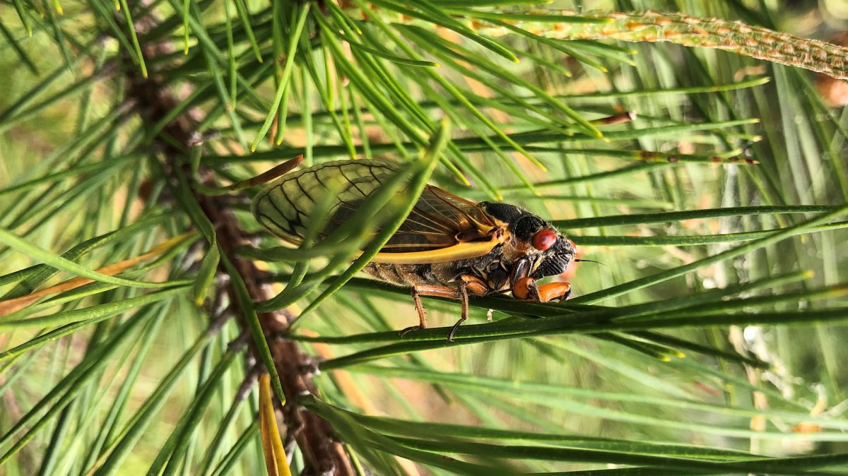 Cidada in tree