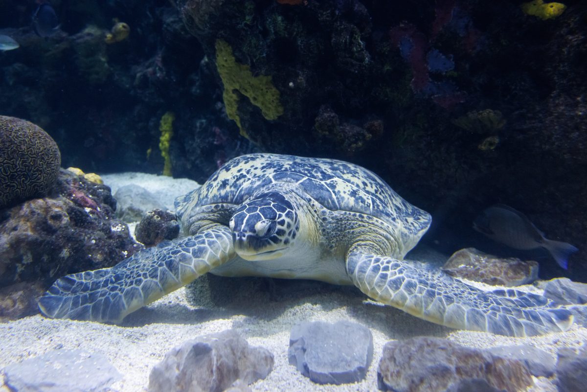 Stewy the Green Sea Turtle (Chelonia mydas)