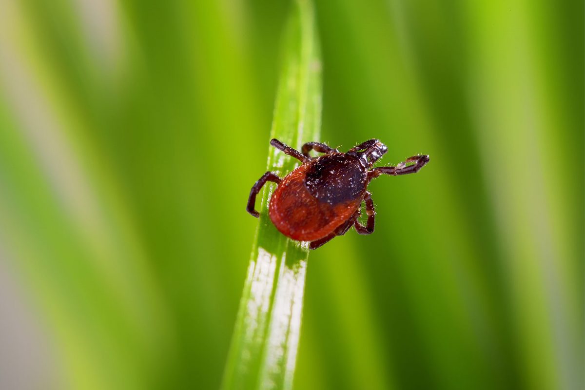 Deer tick on grass