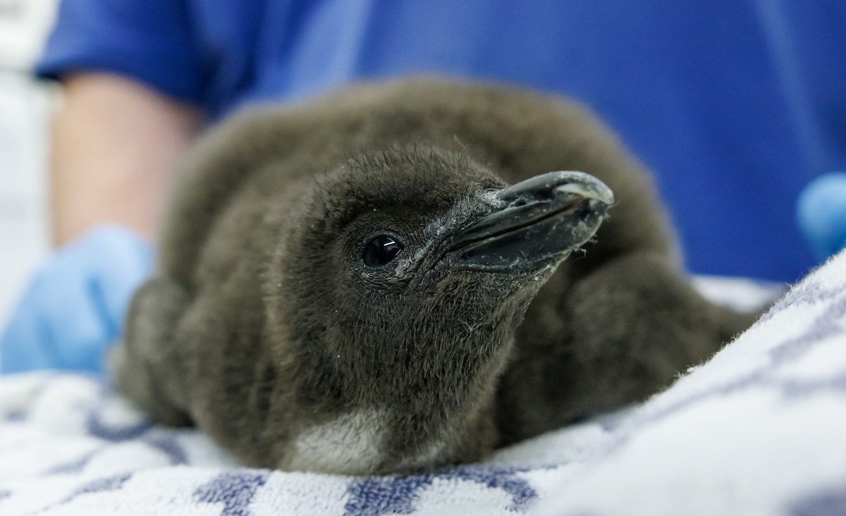 The Tennessee Aquarium's recently hatched Macaroni Penguin chick receives one of several weekly checkups.