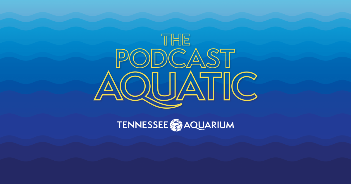 Tne Podcast Aquatic logo