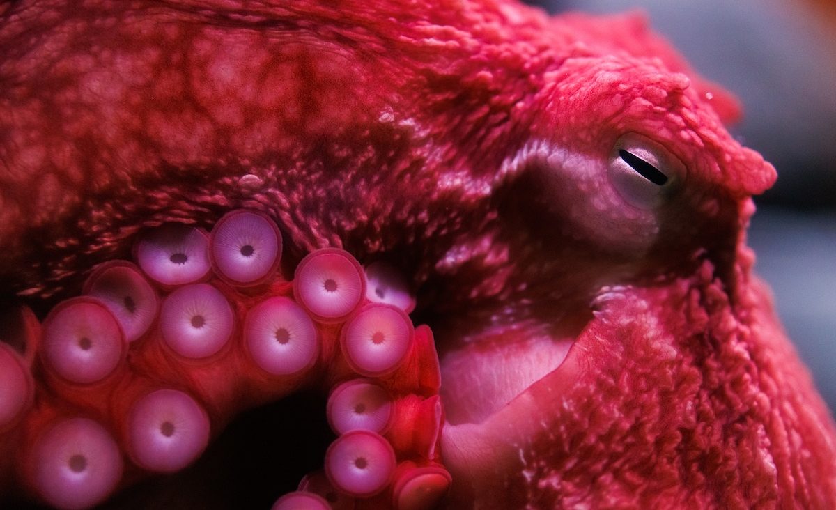 A Giant Pacific Octopus at the Tennessee Aquarium.