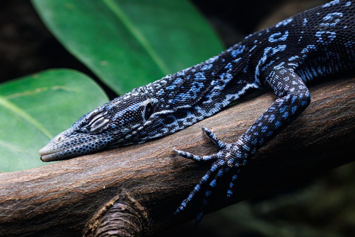 A sleepy Blue-spotted Tree Monitor in the Island Life exhibit at the Tennessee Aquarium