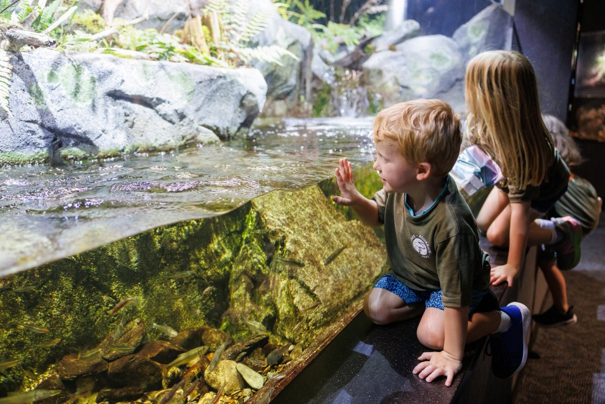 Aqua Camp students looking at fish in the Aquarium