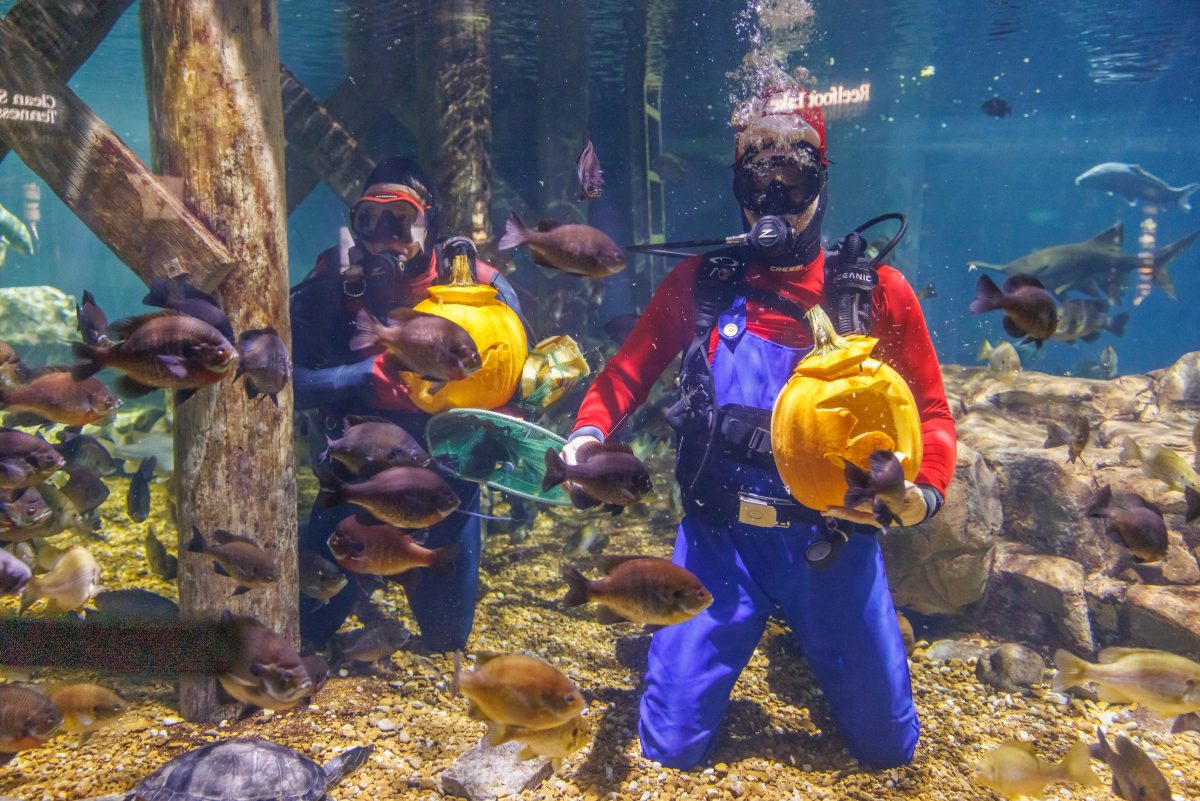 Volunteer SCUBA divers Todd Arrants, left, and Barry Bullard carve pumpkins in the Tennessee River exhibit at the Tennessee Aquarium