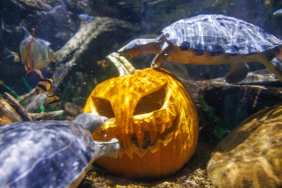 A Jack O Lantern in the Kapuas River exhibit.