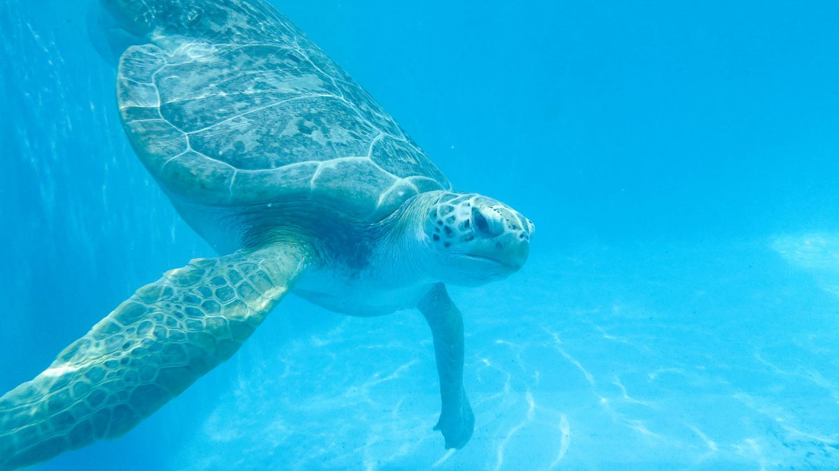 Oscar the Green Sea Turtle swims in an outdoor pool