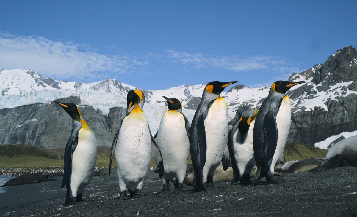 A group of penguins bask in the summer sunshine in Animal Kingdom: A Tale of Six Families 3D.