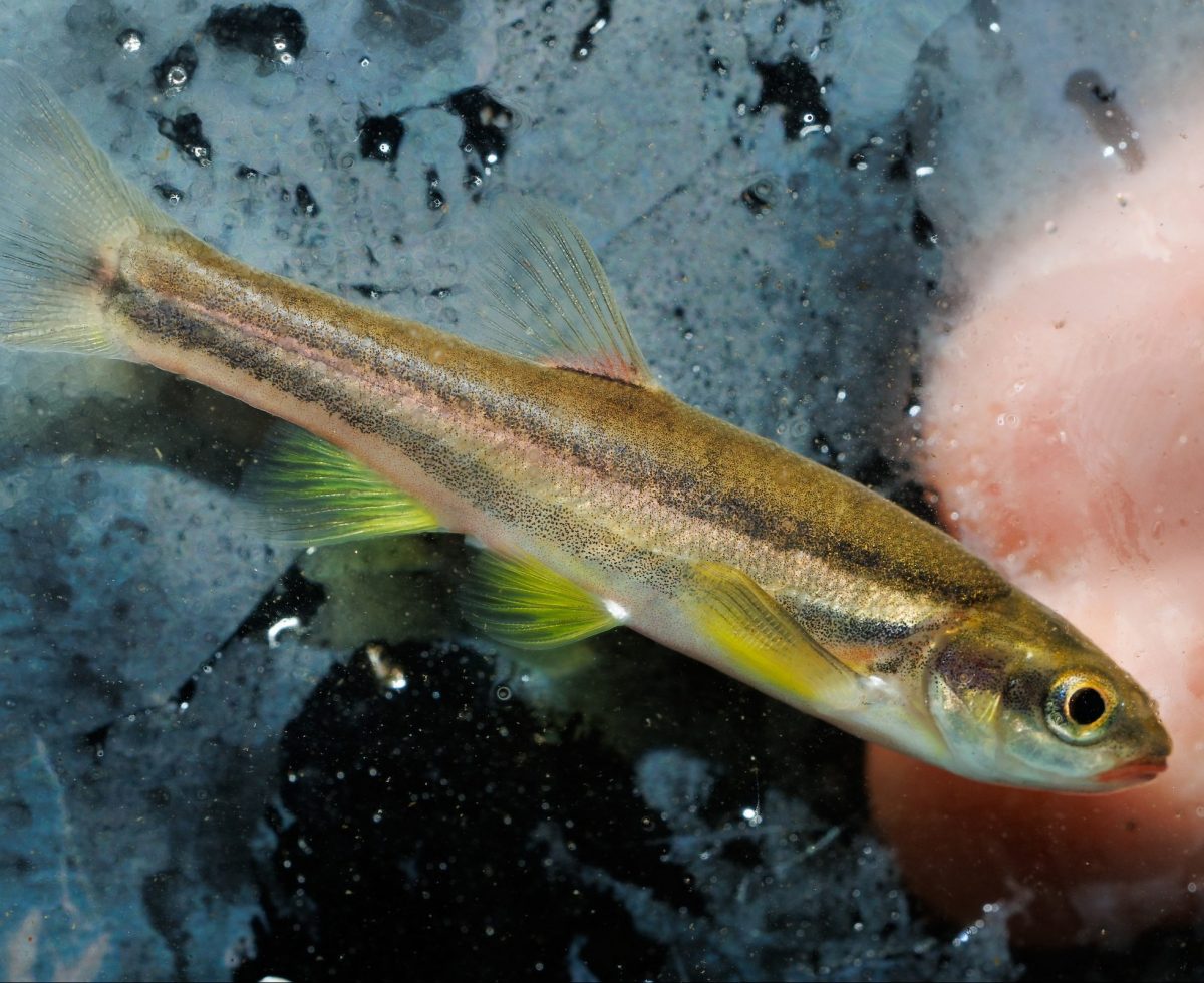 A Laurel Dace (Chrosomus saylori) collected from a stream on Walden Ridge north of Chattanooga. In the last 12 years, this minnow’s range has drastically dwindled to just two streams, and scientists consider it one of North America’s 10 most-imperiled fish species.