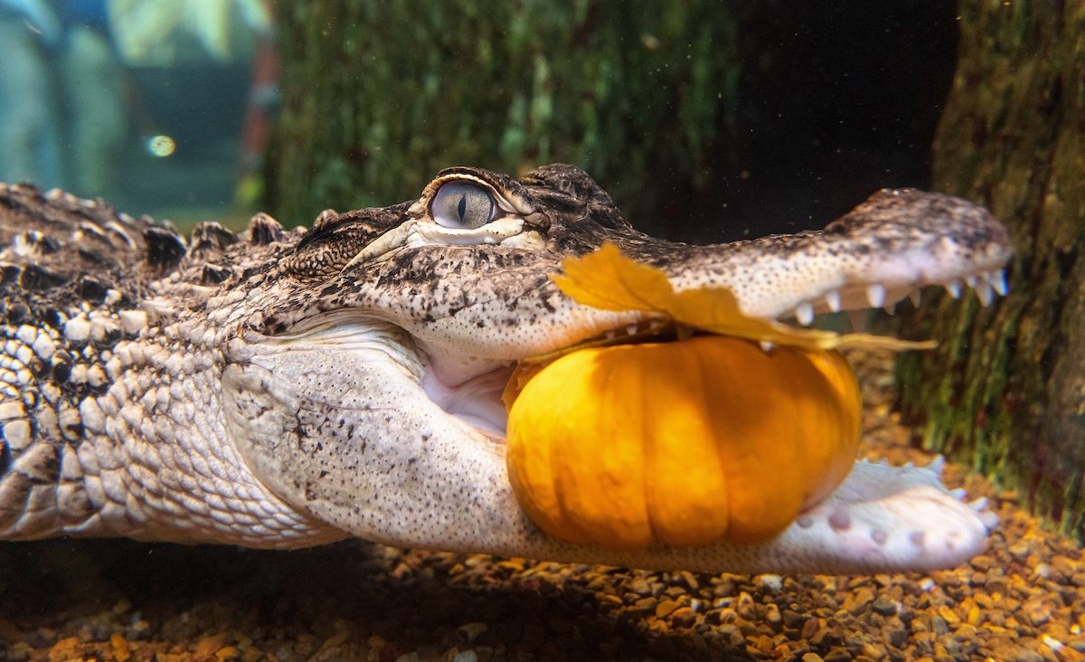 An American Alligator carries a pumpkin in the Tennessee Aquarium's Delta Country swamp.