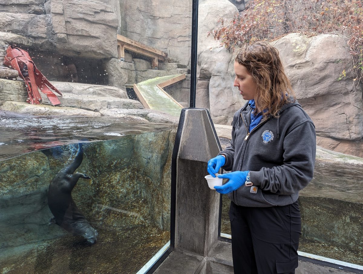 Senior Animal Care Specialist Jennifer McPheeters feeds North American River Otters