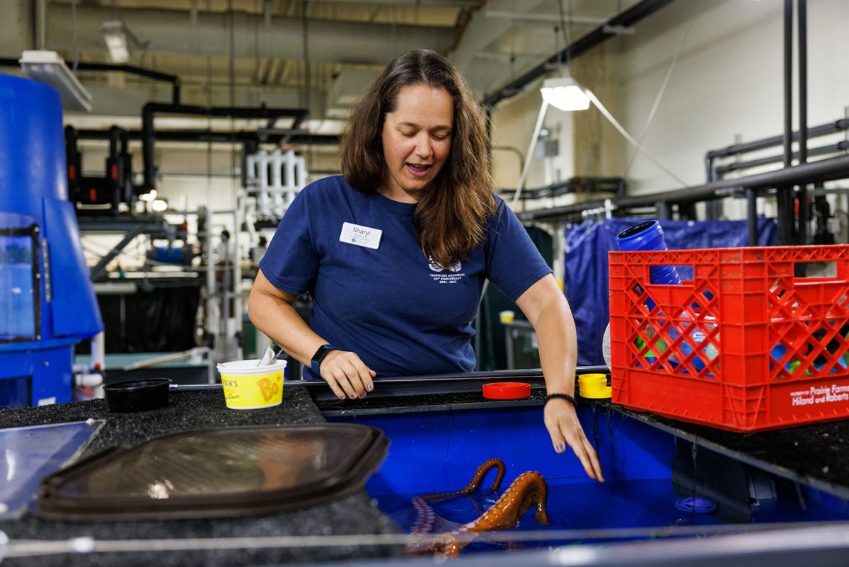 Sharyl Crossley feeds a Giant Pacific Octopus