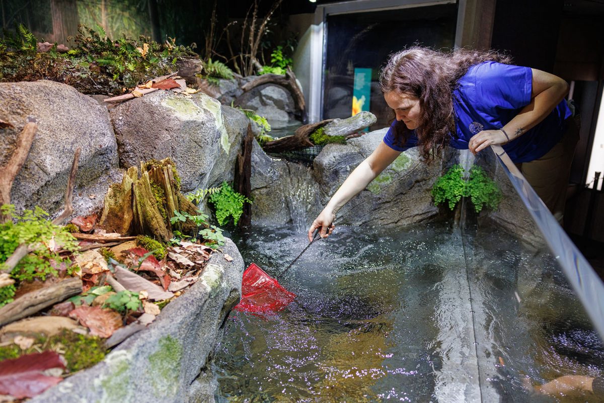 Avery Millard uses a net to add fish to an exhibit