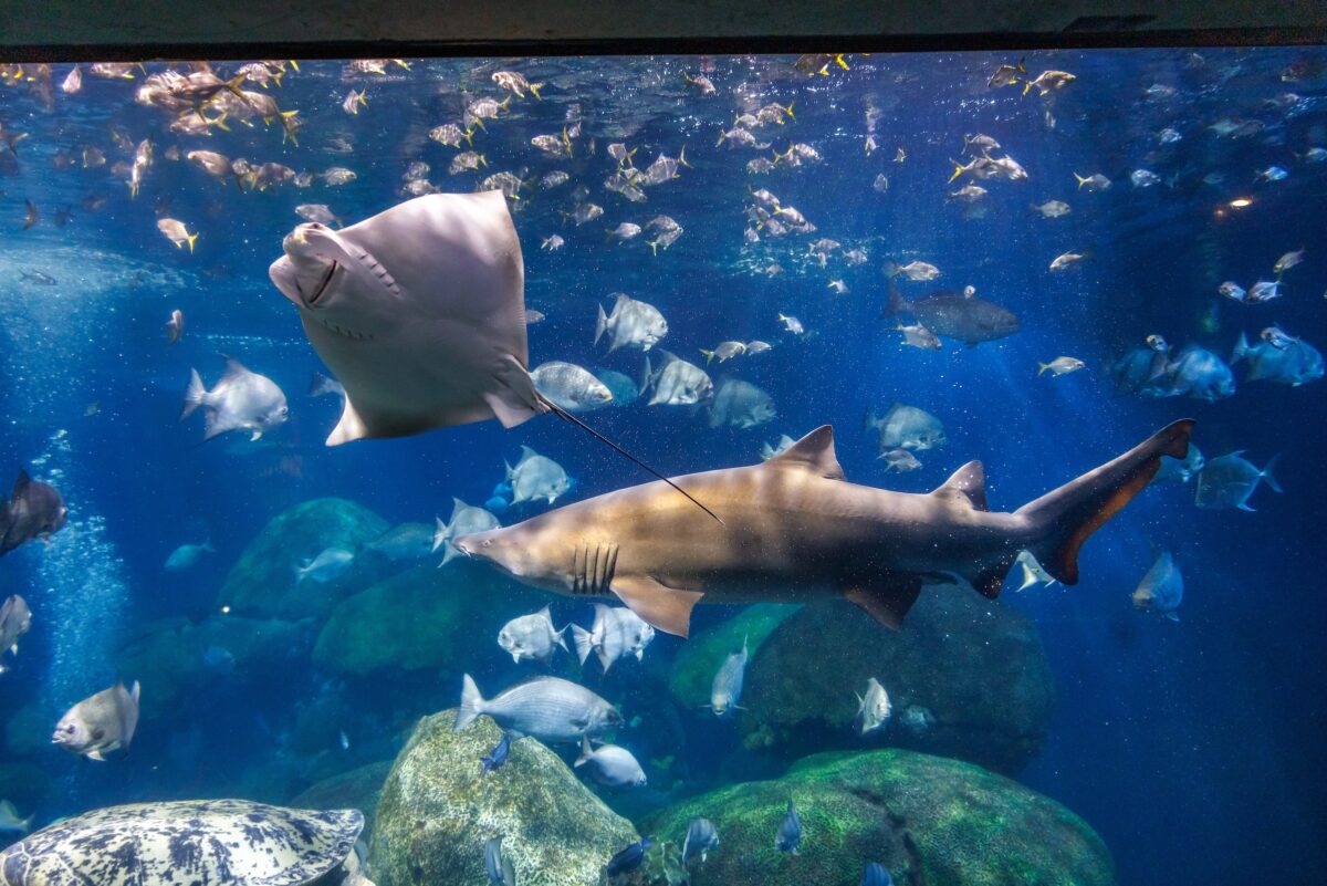 The Tennessee Aquarium's 618,000-gallon Secret Reef marine exhibit.