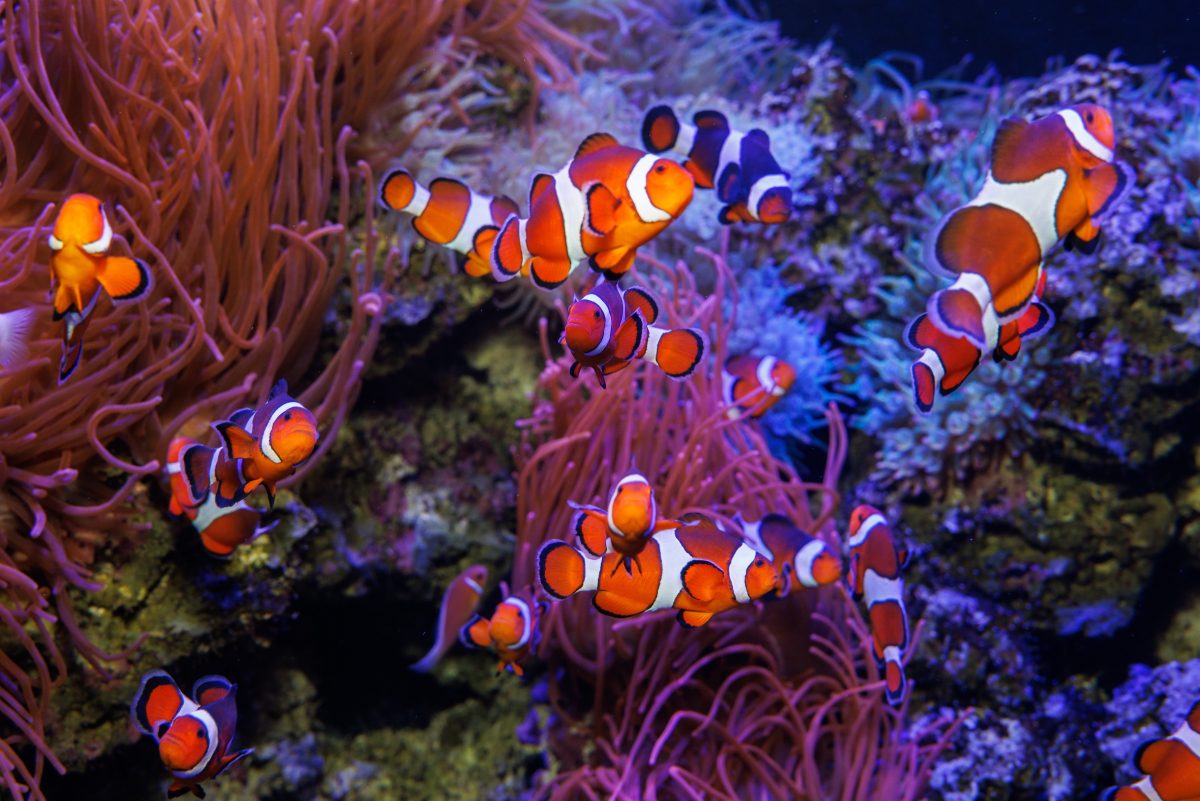 False Percula Clownfish (Amphiprion ocellaris)